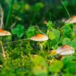 Ciuperci cu pălării portocalii care cresc printre firele de iarbă verde, pe solul unei păduri